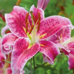 None Oriental Lily Stargazer Flower Bulbs -Shed And Soil Sales 13436287 1705022421675944