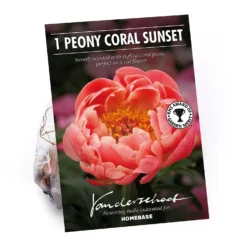 None Peony Lactiflora Coral Sunset Flower Bulb