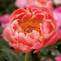 None Peony Lactiflora Coral Sunset Flower Bulb -Shed And Soil Sales 13436289 2535022448150857