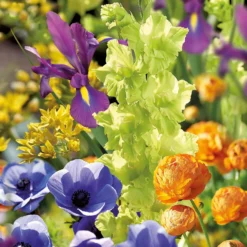 None Summer Shades Flower Bulb Collection -Shed And Soil Sales 13436292 1925022448267278