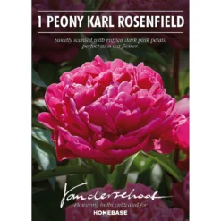 Peony Karl Rosenfield Flower Bulb -Shed And Soil Sales 13436298 1345022447972357