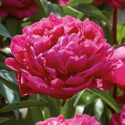Peony Karl Rosenfield Flower Bulb -Shed And Soil Sales 13436298 1635022448228383