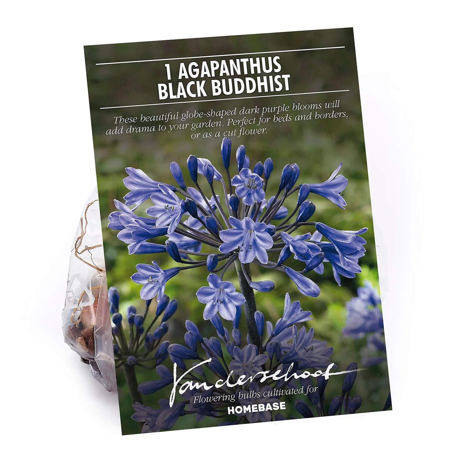 Agapanthus Black Buddhist Flower Bulb 3 Agapanthus Black Buddhist Flower Bulb