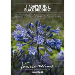 Agapanthus Black Buddhist Flower Bulb 6 Agapanthus Black Buddhist Flower Bulb -Shed And Soil Sales 13436301 1775022447987309