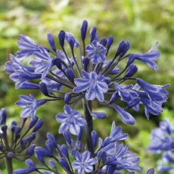 Agapanthus Black Buddhist Flower Bulb 7 Agapanthus Black Buddhist Flower Bulb -Shed And Soil Sales 13436301 2145022448067823