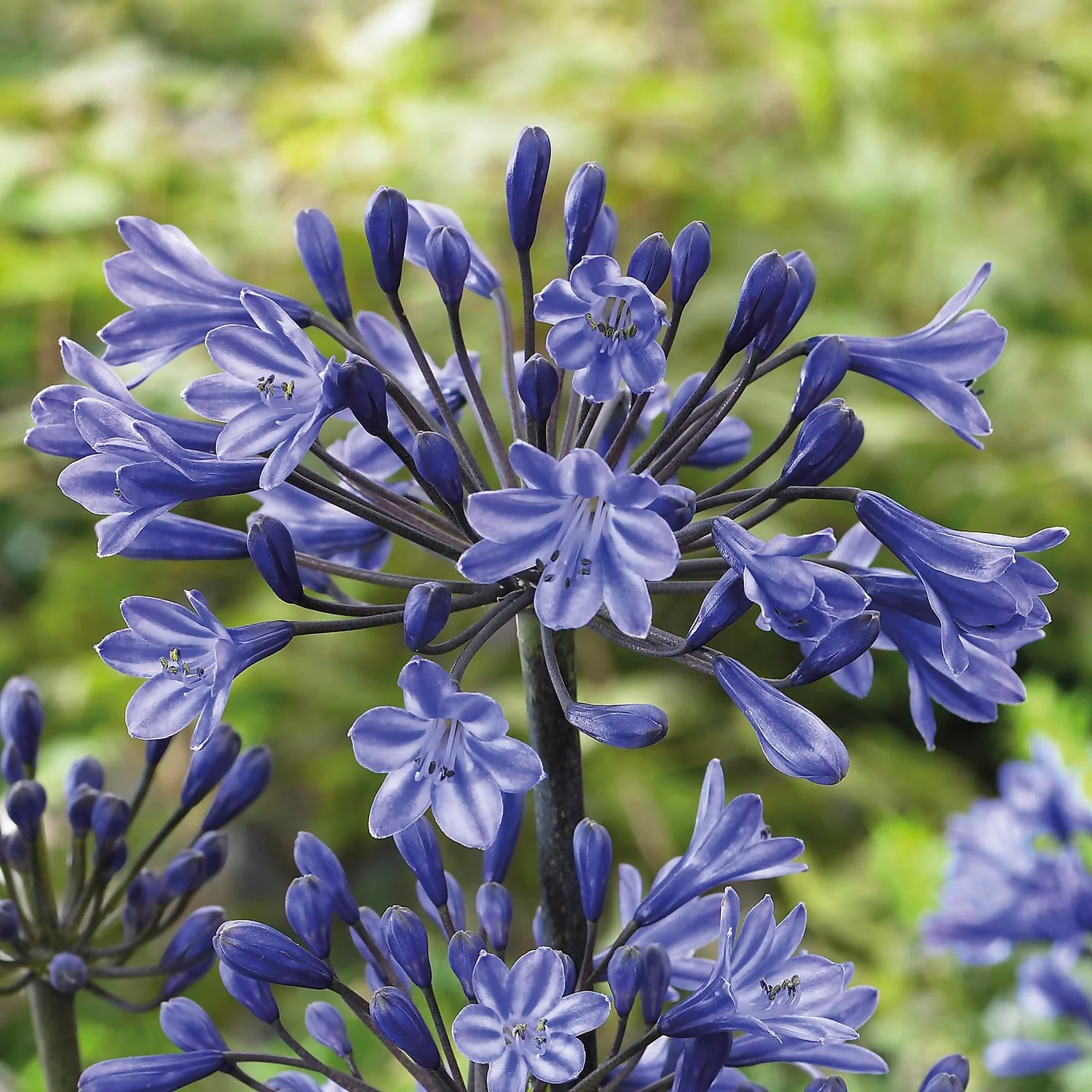 Agapanthus Black Buddhist Flower Bulb 5 Agapanthus Black Buddhist Flower Bulb - Image 3