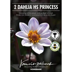 Dahlia HR Princess Flower Bulbs -Shed And Soil Sales 13436302 1605022447936477
