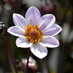 Dahlia HR Princess Flower Bulbs -Shed And Soil Sales 13436302 1855022447978969