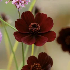 Chocolate Cosmos Flower Bulb -Shed And Soil Sales 13436305 1615022448208601