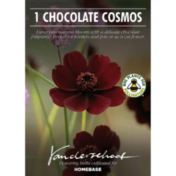 Chocolate Cosmos Flower Bulb -Shed And Soil Sales 13436305 6255022448125426