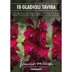 Gladioli Tavira Flower Bulbs -Shed And Soil Sales 13436306 8625022447972195