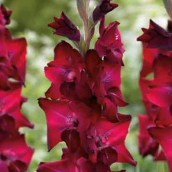 Gladioli Tavira Flower Bulbs -Shed And Soil Sales 13436306 9655022448034649