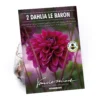 Dahlia Le Baron Flower Bulbs -Shed And Soil Sales 13436310 1645022448117104