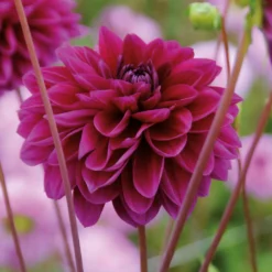 Dahlia Le Baron Flower Bulbs -Shed And Soil Sales 13436310 8565022448272576
