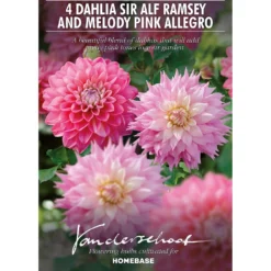 Dahlia Sir Ralph Ramsey And Melody Pink Allegro Flower Bulbs -Shed And Soil Sales 13436312 1095022448242696