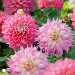 Dahlia Sir Ralph Ramsey And Melody Pink Allegro Flower Bulbs -Shed And Soil Sales 13436312 5465022448295469