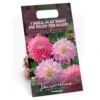 Dahlia Sir Ralph Ramsey And Melody Pink Allegro Flower Bulbs 1 Dahlia Sir Ralph Ramsey And Melody Pink Allegro Flower Bulbs -Shed And Soil Sales 13436312 5565022448169001