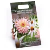 Dahlia Melody Gipsy And Honka Fragile Flower Bulbs -Shed And Soil Sales 13436315 2025022447875778