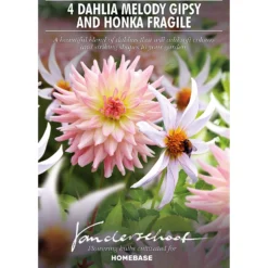 Dahlia Melody Gipsy And Honka Fragile Flower Bulbs 6 Dahlia Melody Gipsy And Honka Fragile Flower Bulbs -Shed And Soil Sales 13436315 5765022447934239