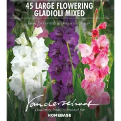 45 Large Flowering Gladioli Mixed -Shed And Soil Sales 13436316 1705022448191735