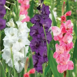 45 Large Flowering Gladioli Mixed -Shed And Soil Sales 13436316 8465022448265568
