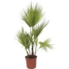 Washingtonia Robusta Palm 22cm -Shed And Soil Sales 13451053 1195031762137067