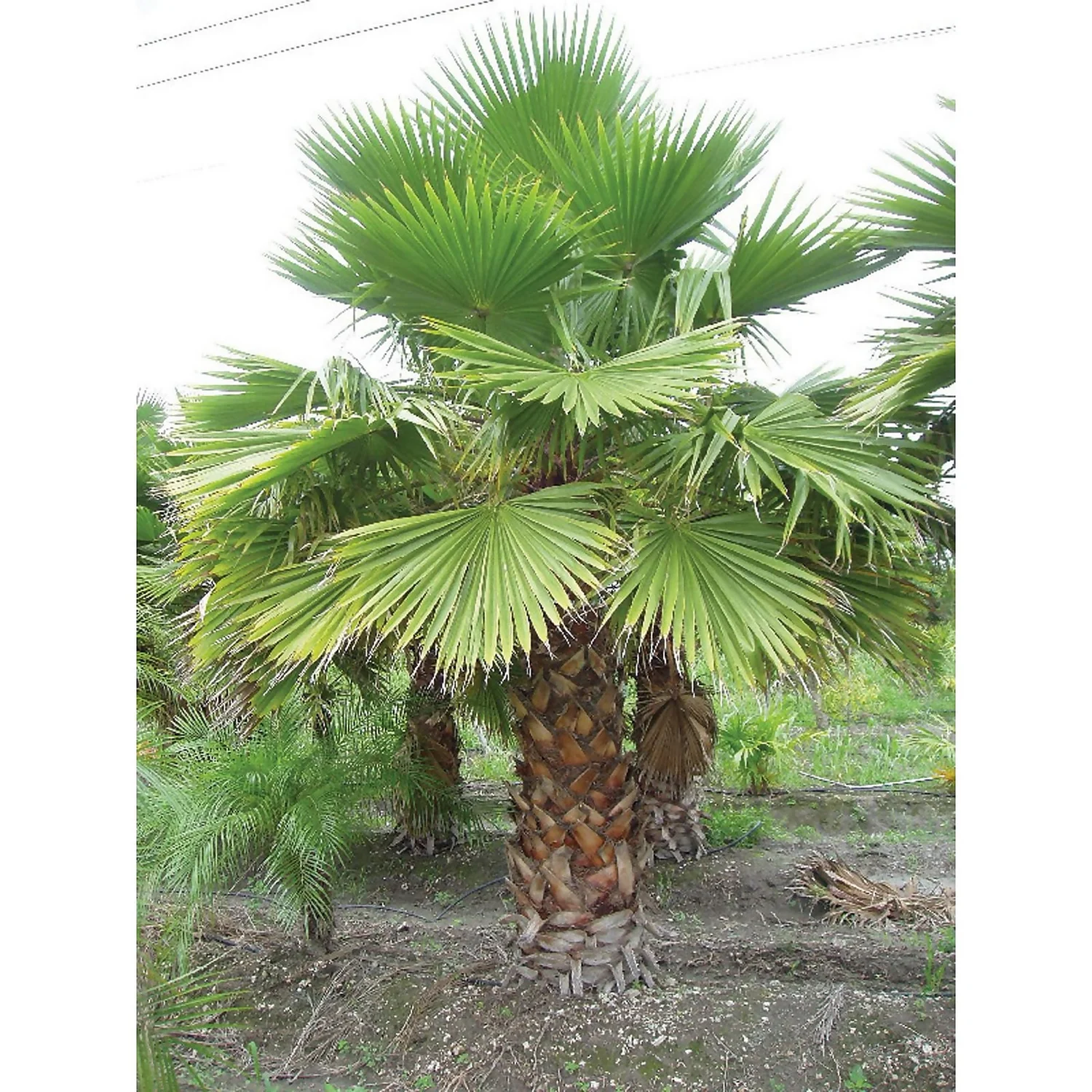 Washingtonia Robusta Palm 22cm 4 Washingtonia Robusta Palm 22cm - Image 2