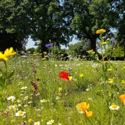 Empathy Mini Meadow Seeds 3 Sq.m 13 Empathy Mini Meadow Seeds 3 Sq.m -Shed And Soil Sales 13478323 2054929068906490