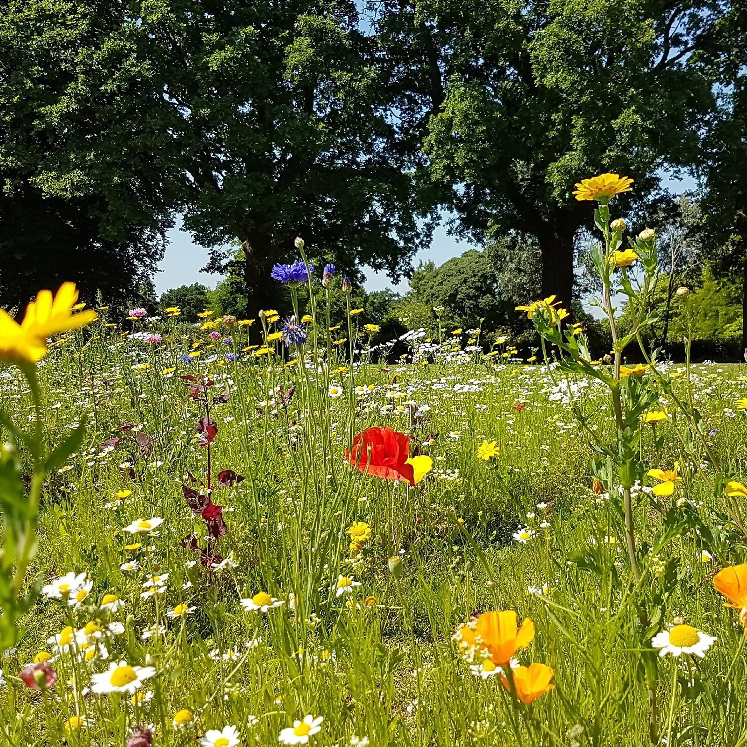 Empathy Mini Meadow Seeds 3 Sq.m 8 Empathy Mini Meadow Seeds 3 Sq.m - Image 6