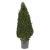 Buxus (Box) 24cm Pyramid 70-80cm -Shed And Soil Sales 13499871 7055047258923294