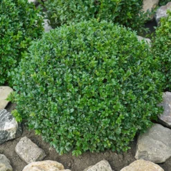 None Buxus Ball 6.5L -Shed And Soil Sales 13864913 1264991250986442