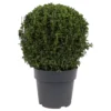 None Buxus Ball 6.5L 2 None Buxus Ball 6.5L -Shed And Soil Sales 13864913 6404991250942303