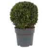 None Buxus Ball 3L -Shed And Soil Sales 13864914 2034991243627079
