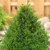 None Box Buxus Pyramid 50/60 Cm 23 Cm Pot -Shed And Soil Sales 13864917 2004991248943109