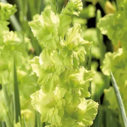 Gladiolus Kio -Shed And Soil Sales 14194646 5325015428935249