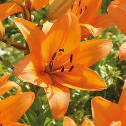 Lilium Orange Summer -Shed And Soil Sales 14194647 1715015428974612