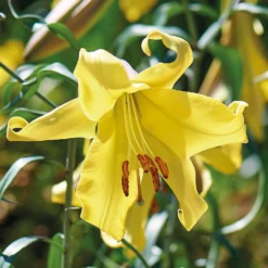 Lillium Golden Splendour -Shed And Soil Sales 14194648 1955015428964127