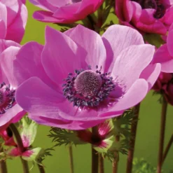 Anemone Coronaria Sylphide -Shed And Soil Sales 14194649 8875015428776405