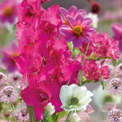 Collection Pretty Posy -Shed And Soil Sales 14194650 4455015428951851