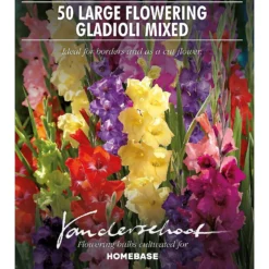 Gladiolus Bright Mixed 6 Gladiolus Bright Mixed -Shed And Soil Sales 14194651 1065015428922628