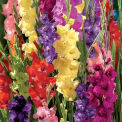 Gladiolus Bright Mixed 7 Gladiolus Bright Mixed -Shed And Soil Sales 14194651 6275015428969989