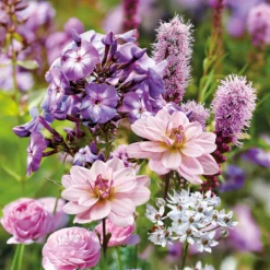 Collection Butterfly Attracting -Shed And Soil Sales 14194652 1455015428981278