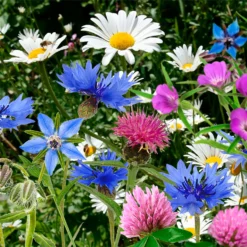 The Red Nose That Grows - The Bee -Shed And Soil Sales 14266477 1985028117729246